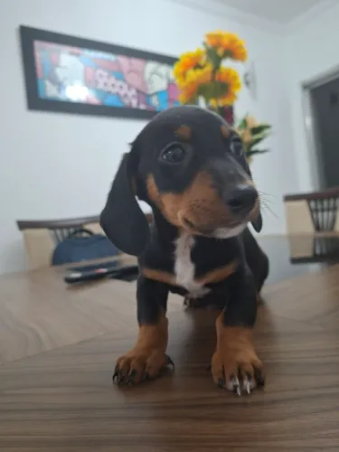 FILHOTE MACHINHO DACHSHUND (LINGUICINHA)