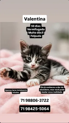 Gata filhote para adoção
