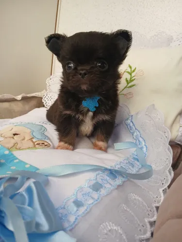 Chihuahua macho Pêlo Longo.Maravilhoso!Entregamos.Brinde kit filhote