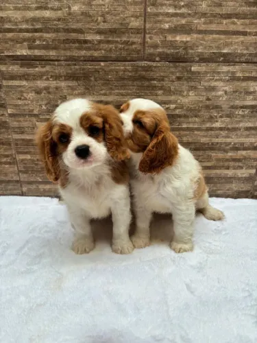 Cavalier legítimo pedigree cbkc