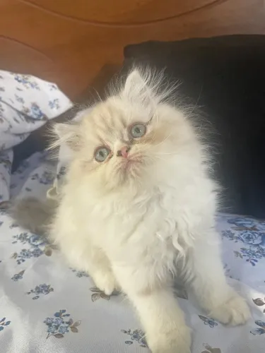 Lindo Gatinho Persa 