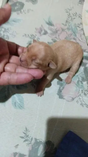 Pincher