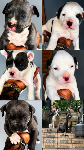 5 filhotes MACHOS American bully