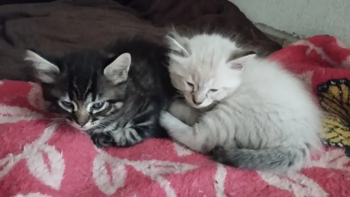 Doam-se gatos filhotes