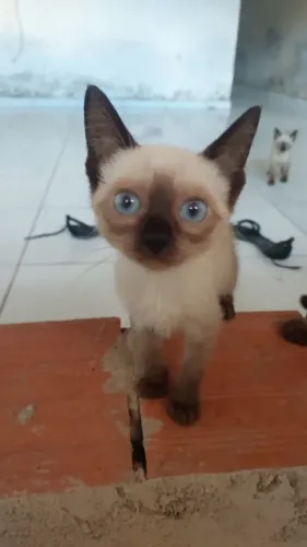 Gatos para adoção
