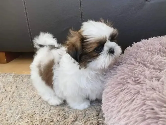 Filhote de shih tzu fêmea