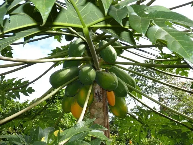 Vendo Mudas de Mamão Papaya - Guarulhos