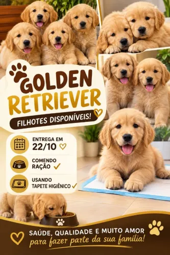 Golden Retriever macho ,troco por filhote de raça pequena femea