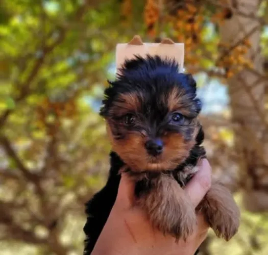 Filhote Yorkshire Terrier, O Que Vai Completar Sua Família Está Aqui!