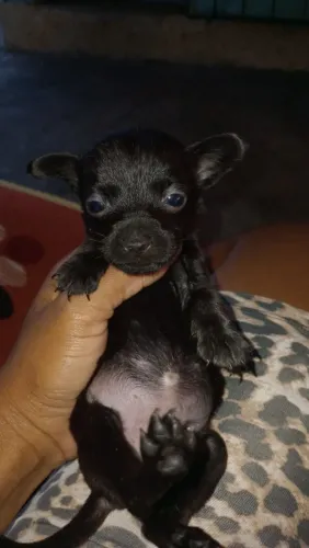 Doação de cachorros vira lata com pincher 