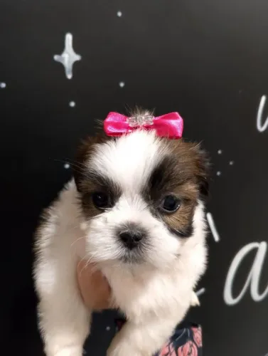 Filhote de ShihTzu a pronta entrega! Pagamento no ato da entrega!