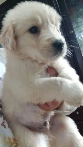 Filhote Golden Retriever, Leve para casa um pacotinho de fofura!