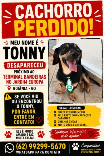 Procura-se cachorro Tonny