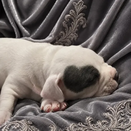 American Bully | Exotic Bully com Pedigree