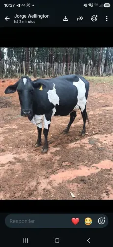 Vaca Amojada ( Prenha ) 
