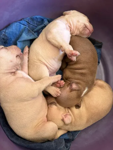 Filhotes de pitbull