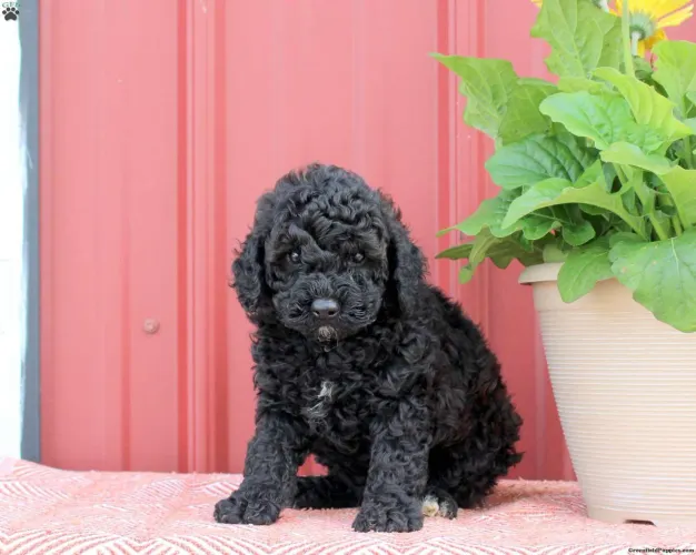 Poodle Toy | Mais felicidade para sua casa 