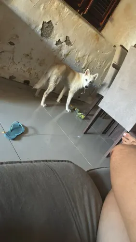 Husk siberiano