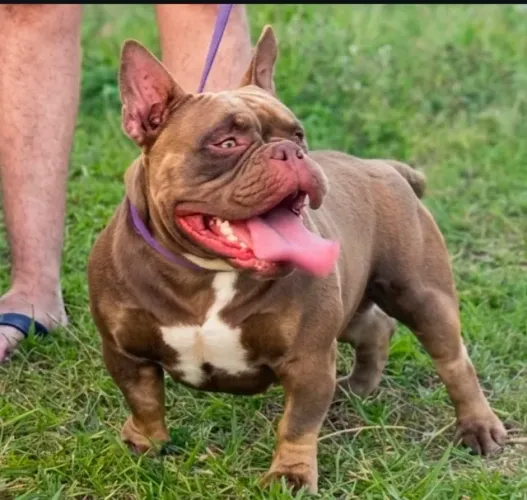 American bully fêmea a venda 