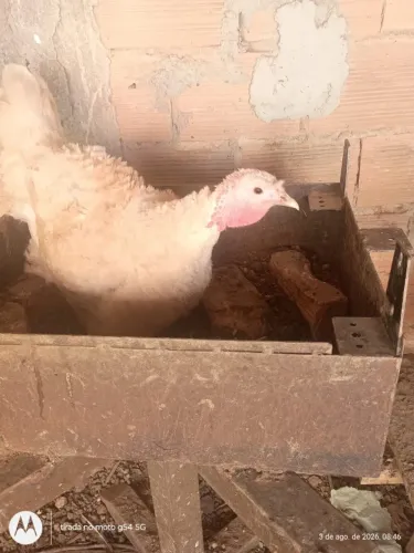 Perua com 4 ovos Galados