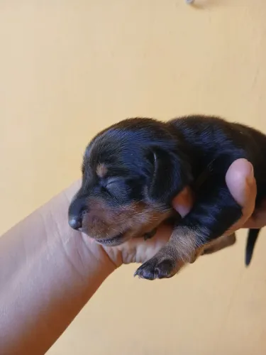Cachorro dachshund salsicha, disponível macho e fêmea
