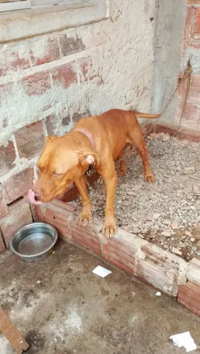 Doação de Pitbull macho adulto