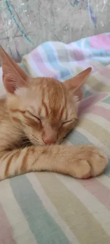 Doação de gato 5 meses