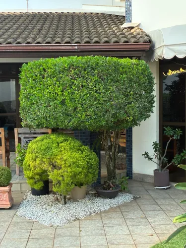 Manutenção de jardim | Serviços de jardinagem