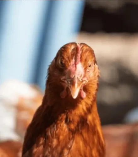 Frango novo