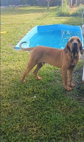 fila brasileiro macho para cruza com pedigree