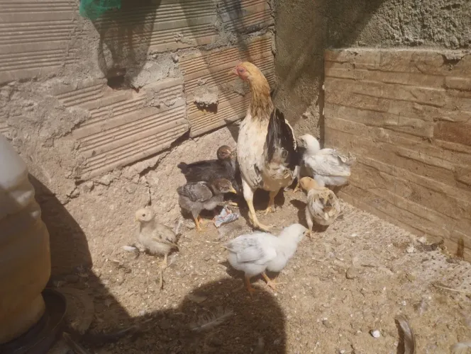 Vendo 13 pintinhos por apenas 150 com a mãe deles meu whatsapp *