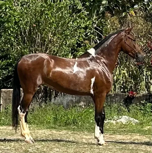 Égua pampa com grande potencial pra pista a venda