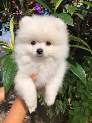 Lulu da pomerania macho branco