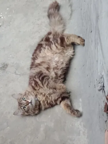 Doa se gato macho