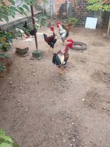Galos