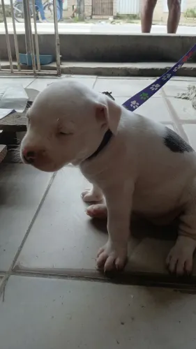 FÊMEA BRANCA PITBULL 