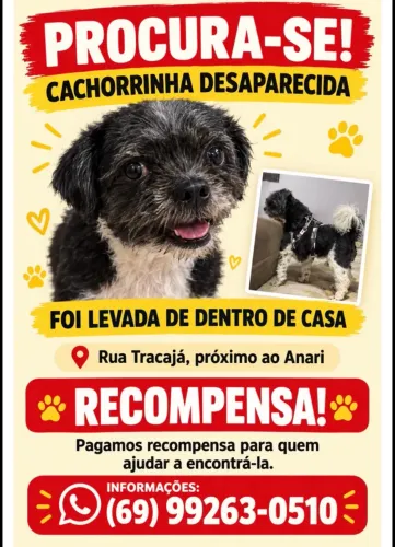 Cachorra desaparecida