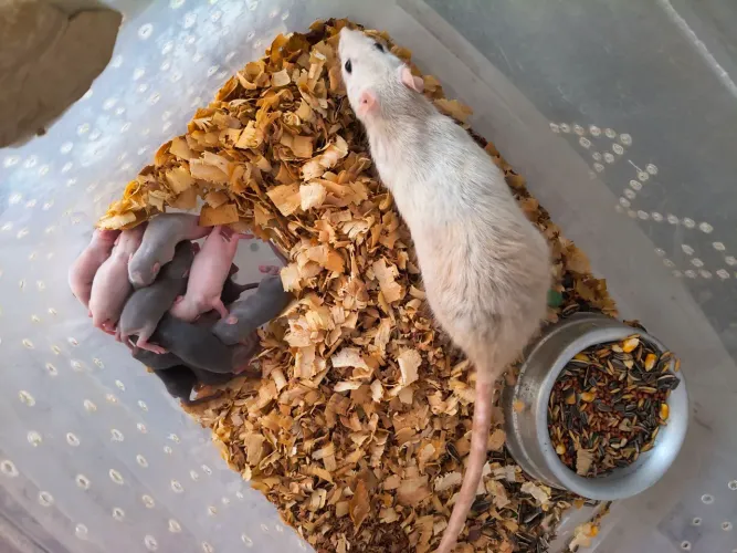 Rato Twister