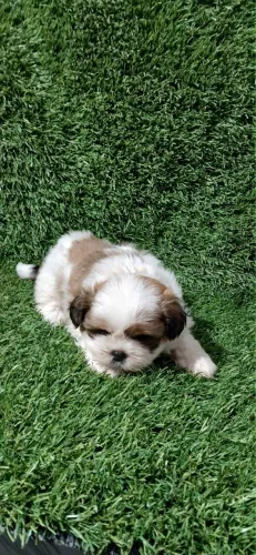 Shih Tzu disponível para novo lar