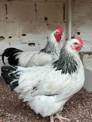 Pintinhos de galinha poedeira light sussex 