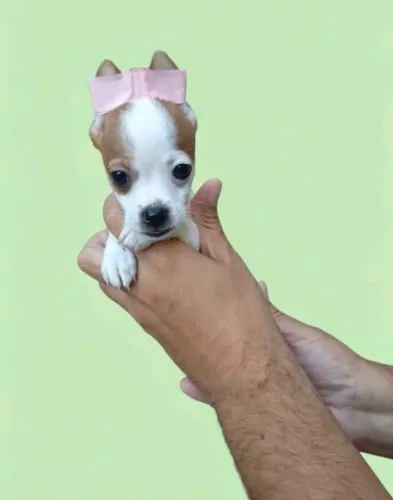 Lindo Pinscher