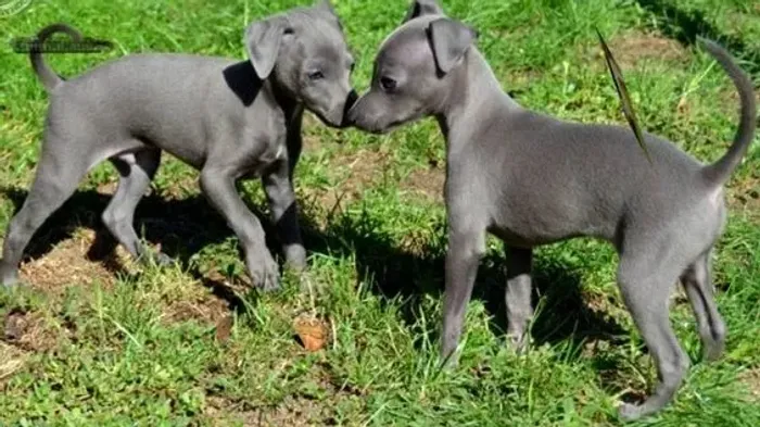 Galgo Italiano Lindos Filhotes