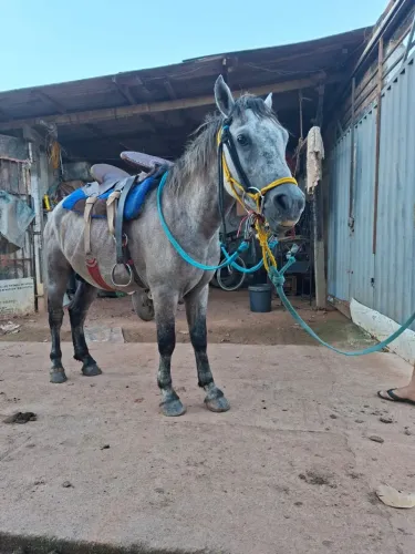 Cavalo manso pra criança 