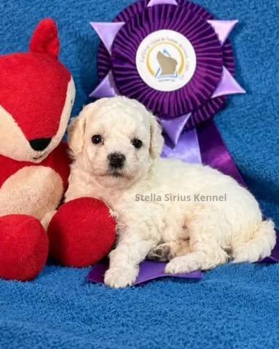 Poodle Toy Filhote