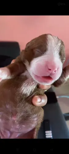 Filhote de Pit Bull 