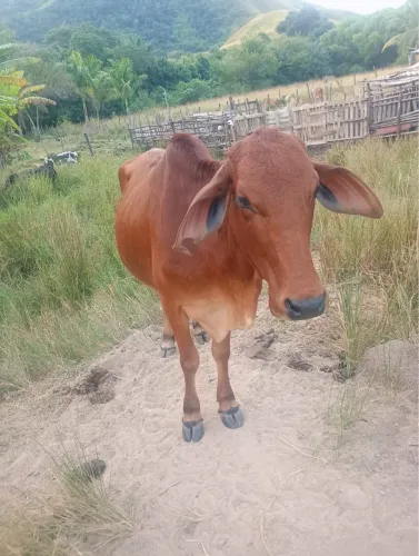 Vacas e bezerros a venda