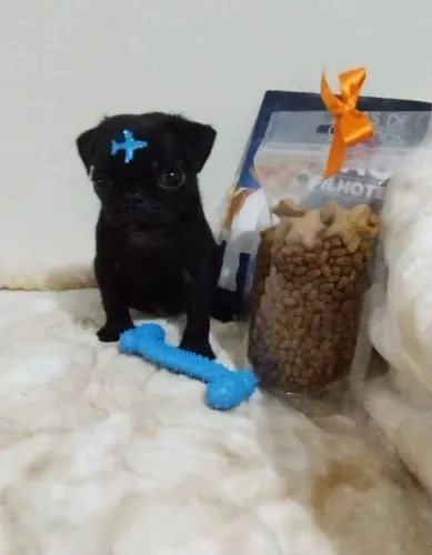 Pug Macho preto