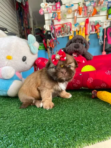 Fêmea de shihtzu chocolate