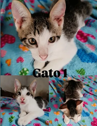Gatos macho para adoção 