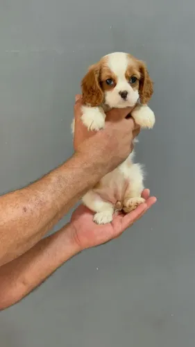 Cavalier king